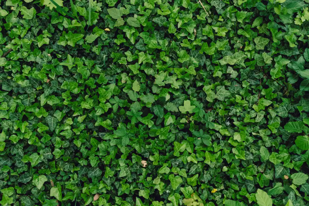 קיר ירוק מצמחיה מלאכותית להמחשה